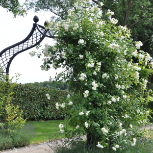 Brighton Backyard Arbor